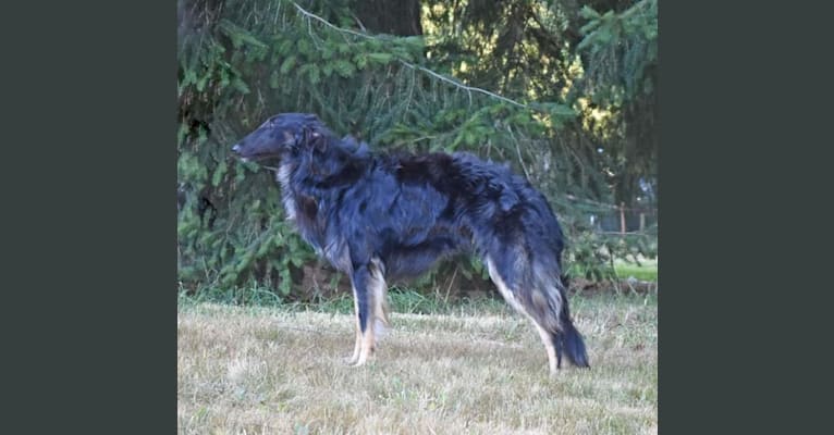 Maxie, a Silken Windhound tested with EmbarkVet.com