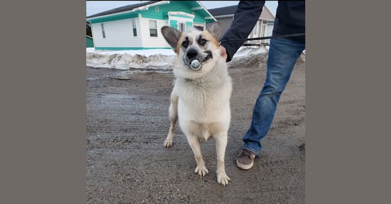 Photo of Hemi, a Siberian Husky, German Shepherd Dog, Pomeranian, and Mixed mix in Poplar Hill, Ontario, Canada
