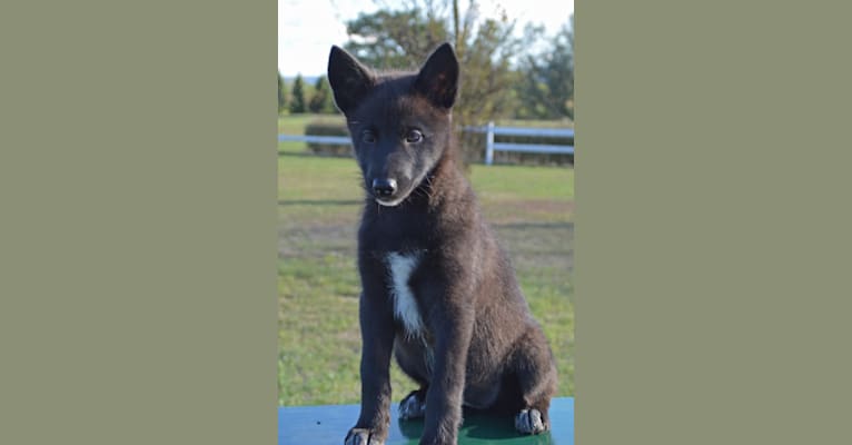 Zena, a Siberian Husky and German Shepherd Dog mix tested with EmbarkVet.com