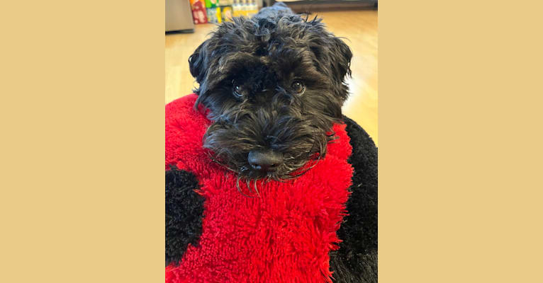 Maxwell (Supaypawawa), a Miniature Schnauzer and Silky Terrier mix tested with EmbarkVet.com