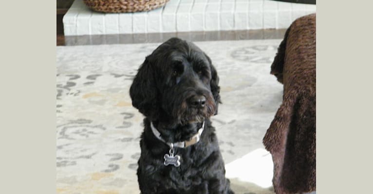 Lucky, a Portuguese Water Dog tested with EmbarkVet.com