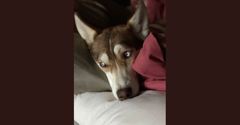 Kaiah, a Siberian Husky and Golden Retriever mix tested with EmbarkVet.com