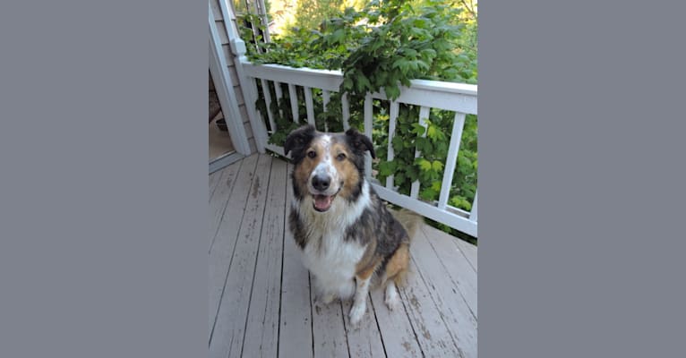 Bubba, a Border Collie and Collie mix tested with EmbarkVet.com