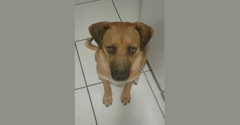 Embark Dog Dna Test Breed