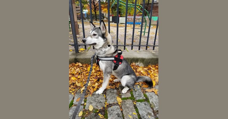 Photo of Xena, a Pungsan  in New York, USA