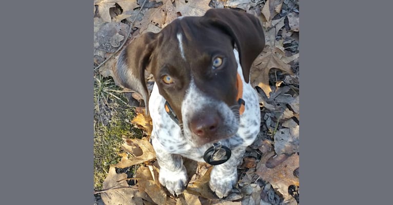 Tucker, a German Shorthaired Pointer tested with EmbarkVet.com