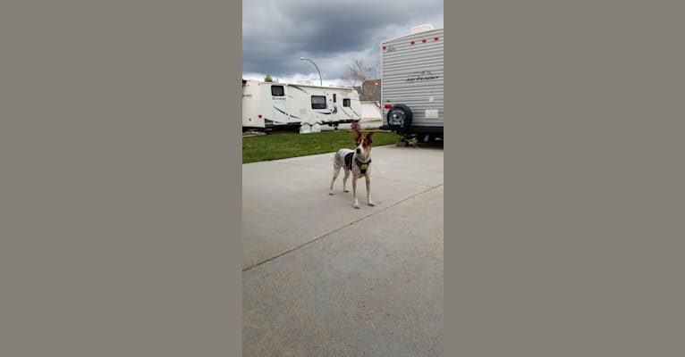 Zayda, an American Pit Bull Terrier and Doberman Pinscher mix tested with EmbarkVet.com
