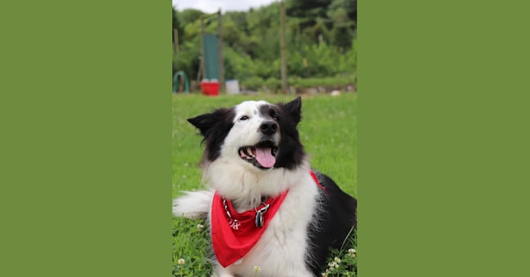 Photo of Spruce, a Border Collie (17.6% unresolved) in Plumsted Township, New Jersey, USA