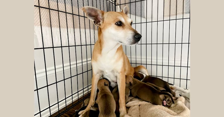 Bunny, a Rat Terrier and Labrador Retriever mix tested with EmbarkVet.com