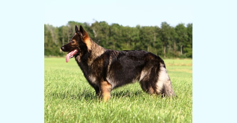 Jia Hatma, a German Shepherd Dog tested with EmbarkVet.com