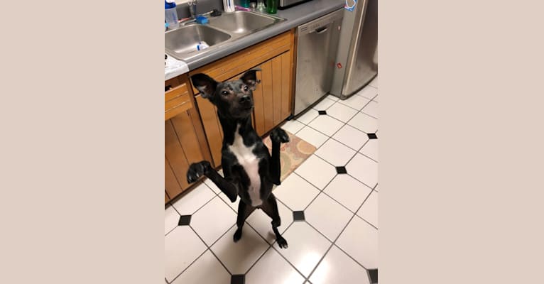 Robbie, a Boston Terrier and Labrador Retriever mix tested with EmbarkVet.com