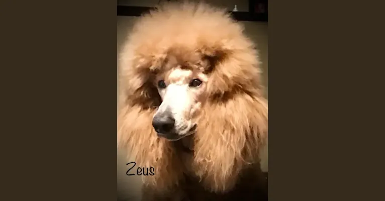Zeus Kim’s King of Northern Reds a dog tested with EmbarkVet.com