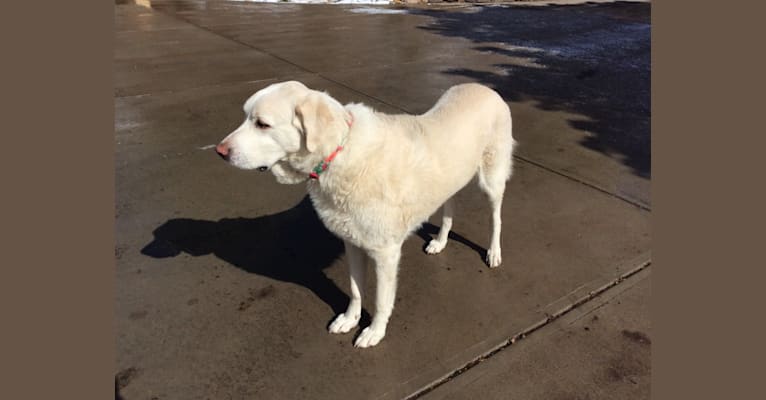Photo of Pearl, an Anatolian Shepherd Dog and Great Pyrenees mix