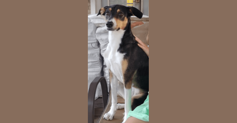 Photo of Abby, a Border Collie, Rat Terrier, Dachshund, and Mixed mix in Louisiana, USA