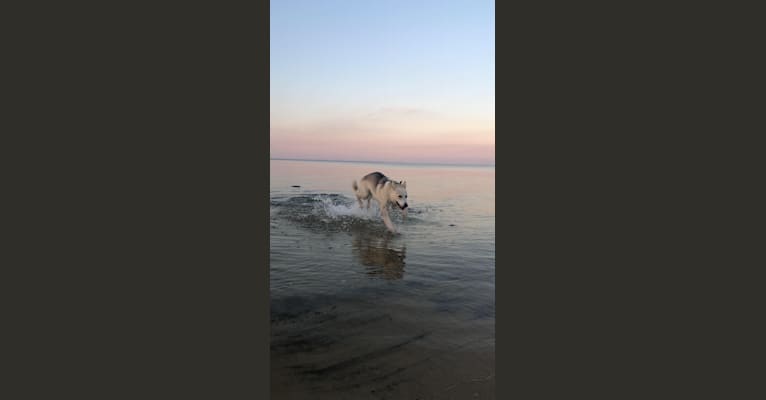 Shiloh, a Siberian Husky and German Shepherd Dog mix tested with EmbarkVet.com
