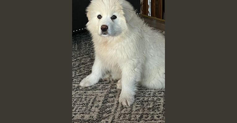 Photo of Kevin, a Great Pyrenees (14.6% unresolved) in Miles City, Montana, USA
