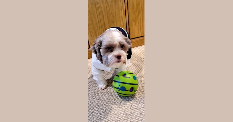 Max, a Shih Tzu and Havanese mix tested with EmbarkVet.com
