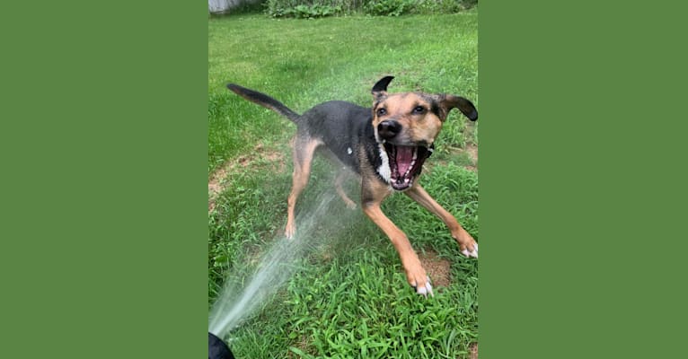 Lea, a Labrador Retriever and Treeing Walker Coonhound mix tested with EmbarkVet.com