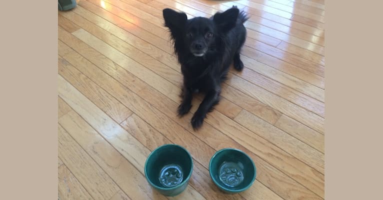 Maggie, a Pomeranian and Chihuahua mix tested with EmbarkVet.com