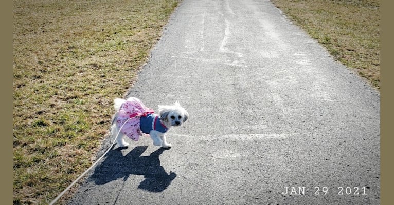 Kaylee, a Maltese and Shih Tzu mix tested with EmbarkVet.com