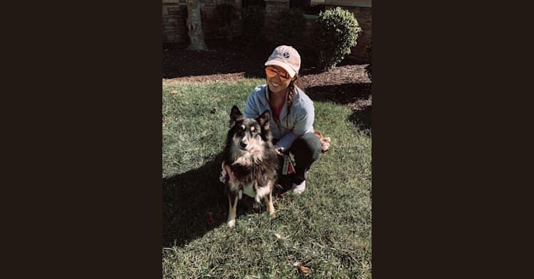Dixie June Carter, an Australian Cattle Dog and Siberian Husky mix tested with EmbarkVet.com