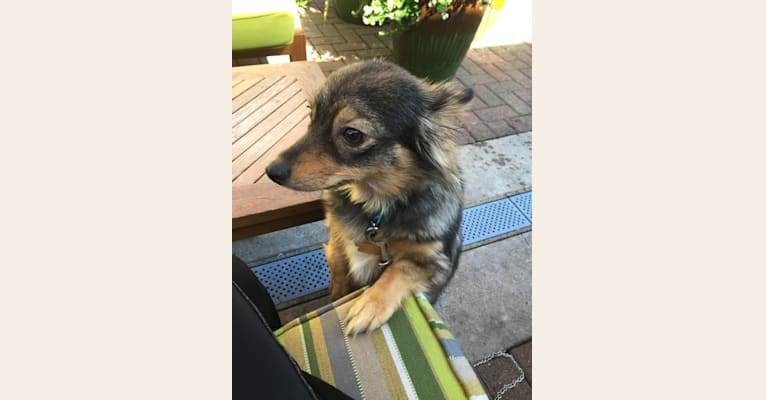 Molly, a Pomchi (23.6% unresolved) tested with EmbarkVet.com