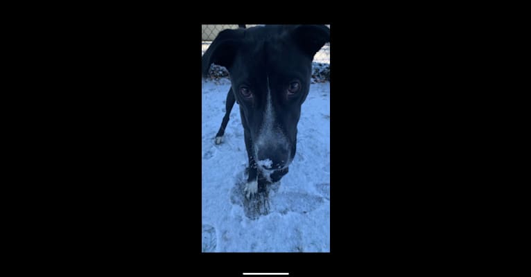 Photo of Tux, an American Village Dog  in Aruba
