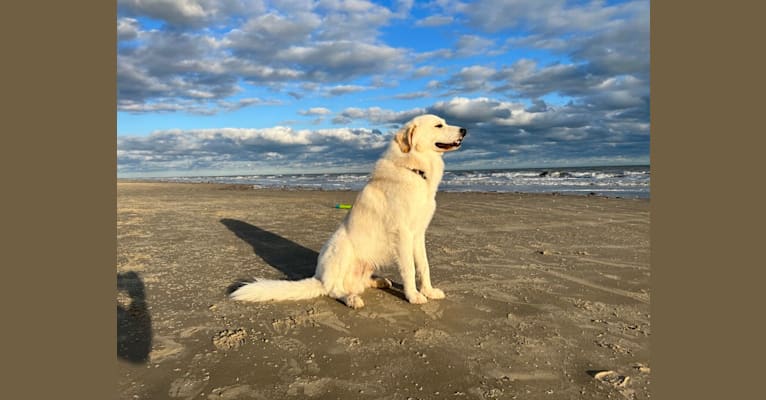 Photo of Rudy, a Great Pyrenees and Mixed mix in Tomball, Texas, USA