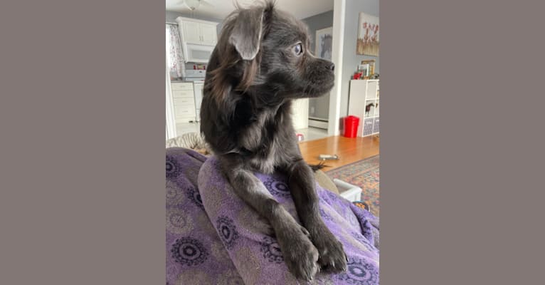 Ruby, a Chihuahua and Shih Tzu mix tested with EmbarkVet.com