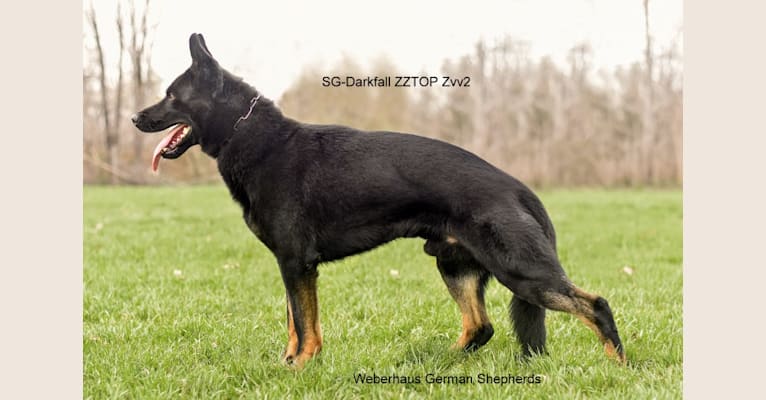 Zajax, a German Shepherd Dog tested with EmbarkVet.com