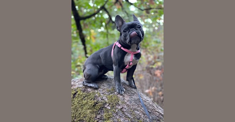 Gianna, a French Bulldog tested with EmbarkVet.com