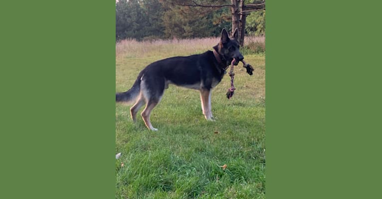 Brutus (Brudy), a German Shepherd Dog tested with EmbarkVet.com