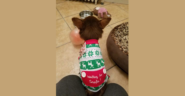 George Hamilton, a Chihuahua and Pomeranian mix tested with EmbarkVet.com