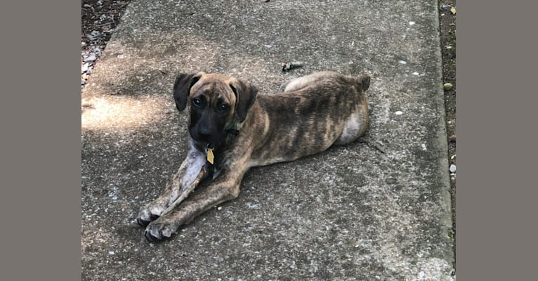 Louie, a Boxer and Mountain Cur mix tested with EmbarkVet.com