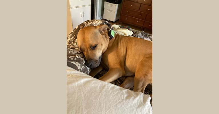 Photo of Monty, an American Pit Bull Terrier  in Indian Land, South Carolina, USA