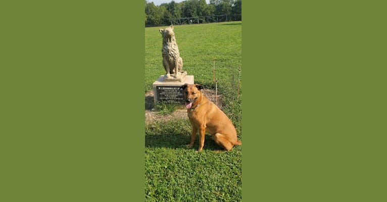 Photo of Vito, a Dutch Shepherd, Belgian Malinois, Black and Tan Coonhound, and American Pit Bull Terrier mix in Tennessee, USA
