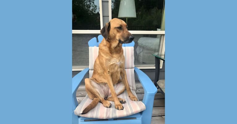 Sansa, a Labrador Retriever and German Shepherd Dog mix tested with EmbarkVet.com