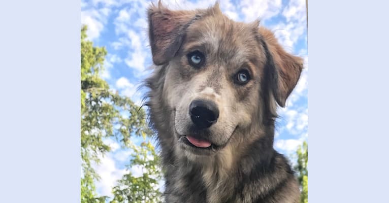 Tyson, a Golden Retriever and Siberian Husky mix tested with EmbarkVet.com