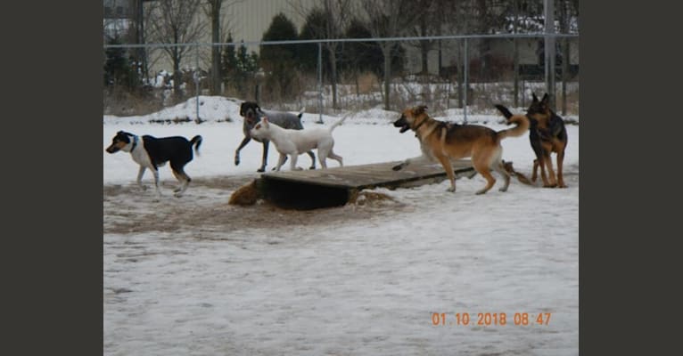 Photo of Aldo, a German Shepherd Dog, American Pit Bull Terrier, and Akita mix in Little Rock, Arkansas, USA