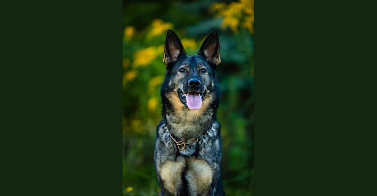 Photo of Basha, a German Shepherd Dog  in St. Louis, MO, USA
