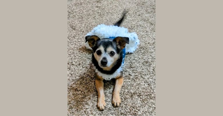 Avery, a Chihuahua and Pomeranian mix tested with EmbarkVet.com