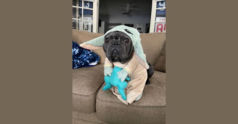 Blu, a French Bulldog tested with EmbarkVet.com
