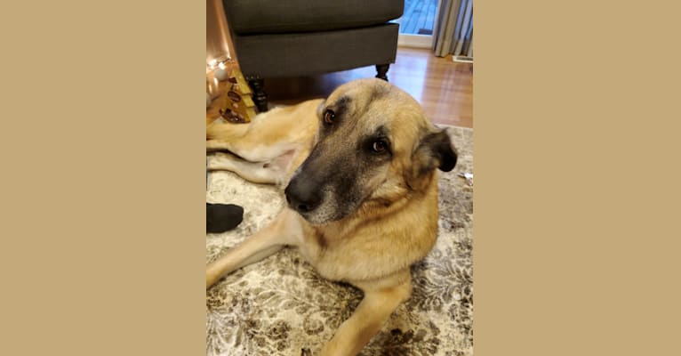 Embark Dog Dna Test Breed