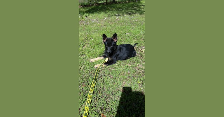 Miss Black, a German Shepherd Dog tested with EmbarkVet.com