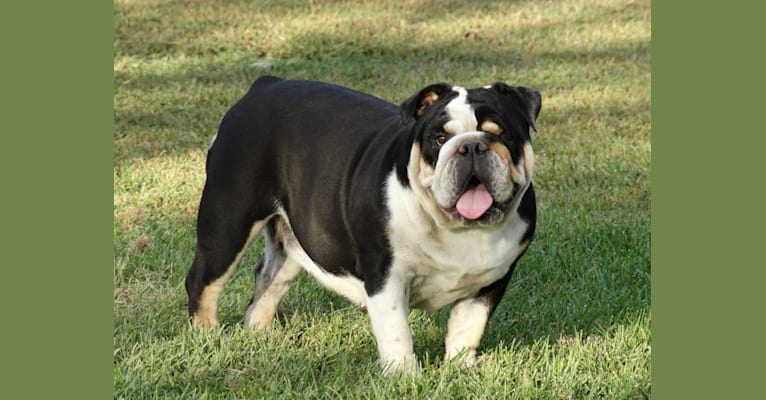 Quinn, a Bulldog tested with EmbarkVet.com