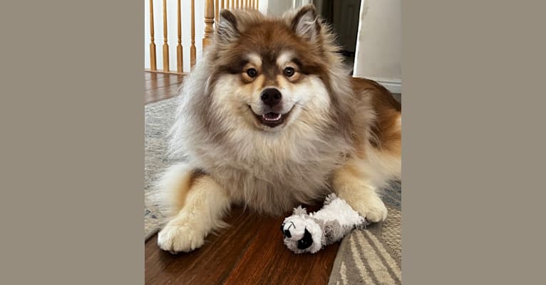 Wolf sable finnish lapphund hot sale