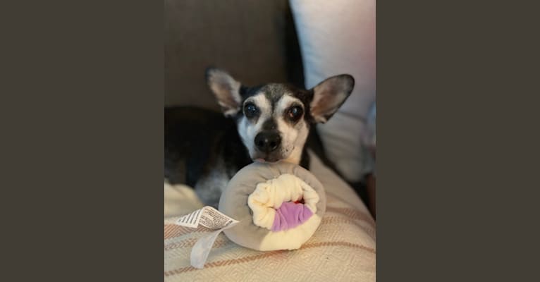 Photo of Mojo-Jojo, a Chihuahua, Poodle (Small), and Dachshund mix in California, USA