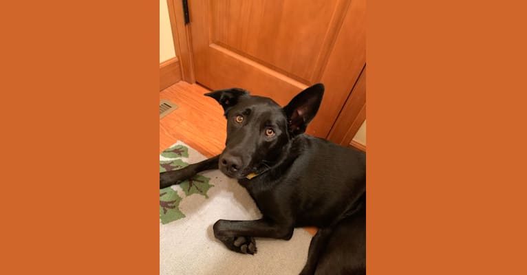 Emmet, a Norwegian Elkhound and Labrador Retriever mix tested with EmbarkVet.com