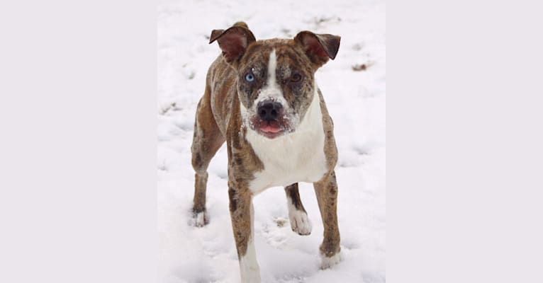 Hammer, a Boston Terrier and Australian Cattle Dog mix tested with EmbarkVet.com