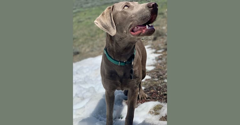 BUTCH, a Labrador Retriever tested with EmbarkVet.com